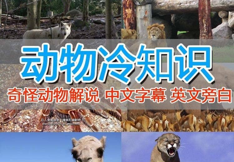 外面卖1699的国外纪录片解说（动物解说、美食、动画片）稳过中视频-智领未来创业网